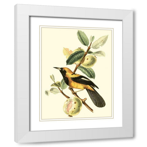 Cuvier Exotic Birds II White Modern Wood Framed Art Print with Double Matting by Cuvier, Georges