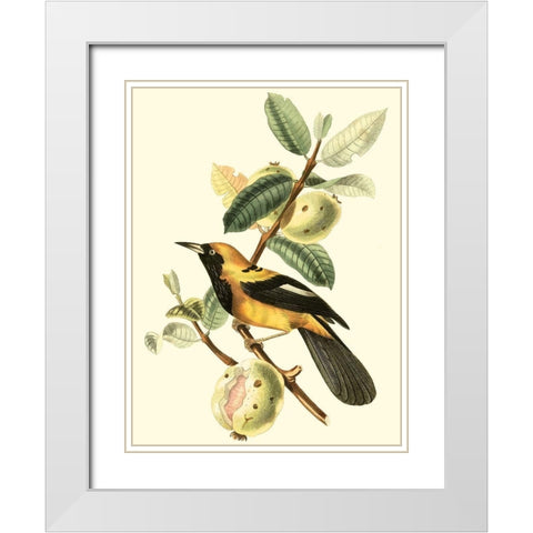 Cuvier Exotic Birds II White Modern Wood Framed Art Print with Double Matting by Cuvier, Georges