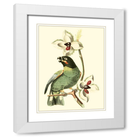 Cuvier Exotic Birds III White Modern Wood Framed Art Print with Double Matting by Cuvier, Georges