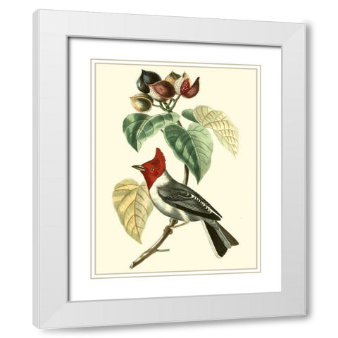 Cuvier Exotic Birds VI White Modern Wood Framed Art Print with Double Matting by Cuvier, Georges