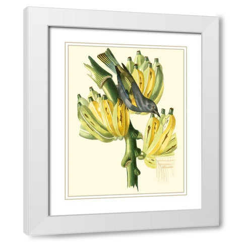 Cuvier Exotic Birds VII White Modern Wood Framed Art Print with Double Matting by Cuvier, Georges