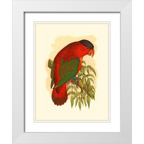 Purple-Capped Lory White Modern Wood Framed Art Print with Double Matting by Unknown