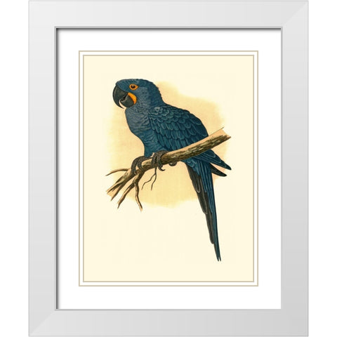 Hyacinthine Macaw White Modern Wood Framed Art Print with Double Matting by Unknown