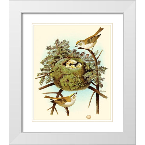 Feathering Nest III White Modern Wood Framed Art Print with Double Matting by Unknown