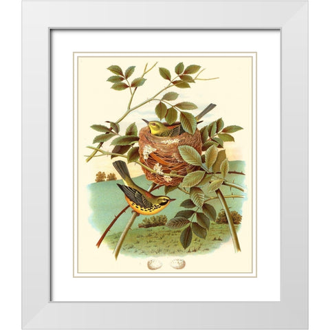 Feathering Nest IV White Modern Wood Framed Art Print with Double Matting by Unknown