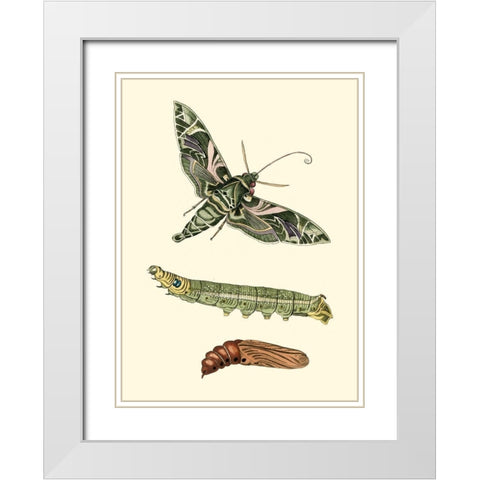 Butterfly Transformation I White Modern Wood Framed Art Print with Double Matting by Unknown