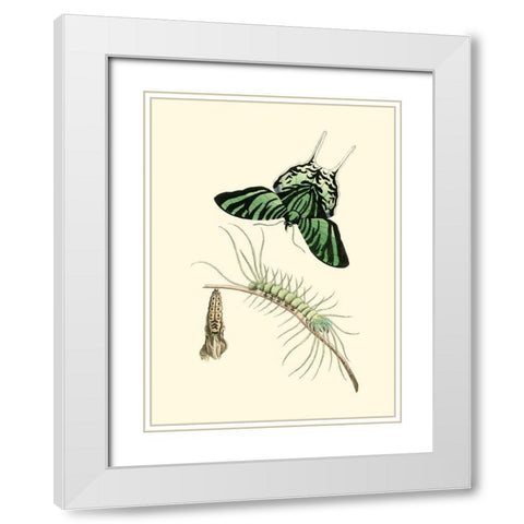 Butterfly Transformation II White Modern Wood Framed Art Print with Double Matting by Unknown