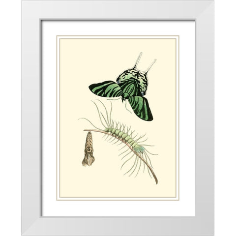 Butterfly Transformation II White Modern Wood Framed Art Print with Double Matting by Unknown