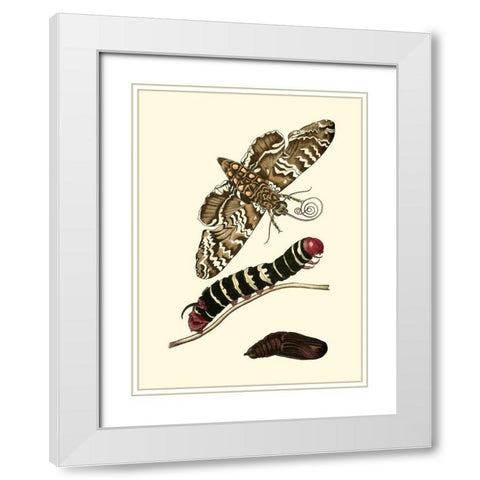 Butterfly Transformation III White Modern Wood Framed Art Print with Double Matting by Unknown