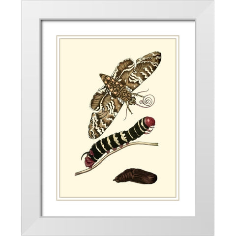 Butterfly Transformation III White Modern Wood Framed Art Print with Double Matting by Unknown