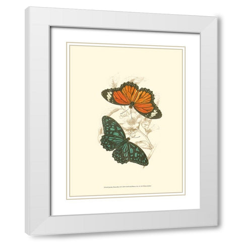 Jardine Butterflies II White Modern Wood Framed Art Print with Double Matting by Jardine, Sir William