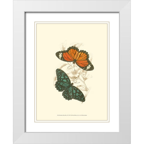 Jardine Butterflies II White Modern Wood Framed Art Print with Double Matting by Jardine, Sir William