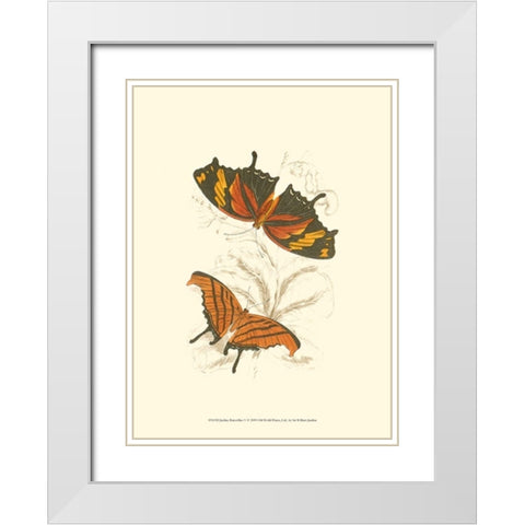 Jardine Butterflies V White Modern Wood Framed Art Print with Double Matting by Jardine, Sir William
