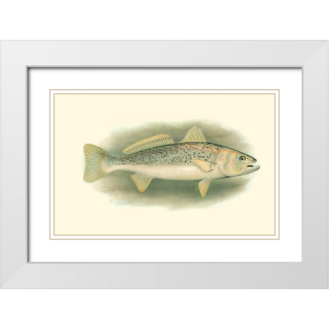 River Trout IV White Modern Wood Framed Art Print with Double Matting by Unknown