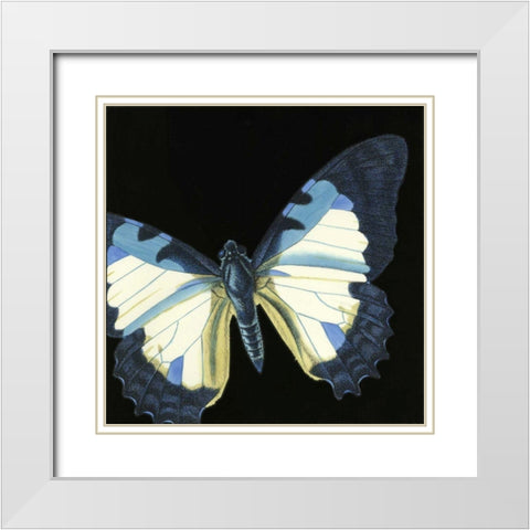 Small Dramatic Butterflies I White Modern Wood Framed Art Print with Double Matting by Vision Studio