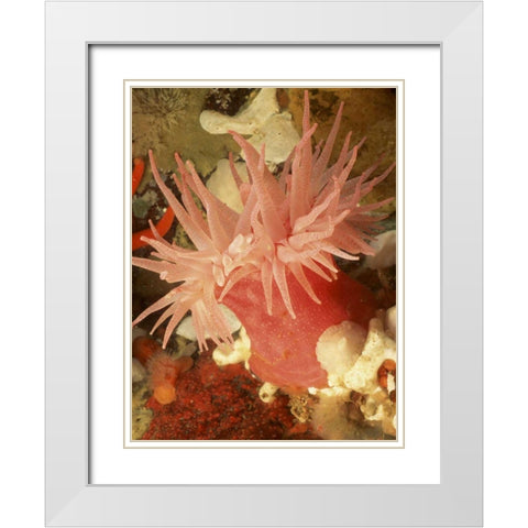 Graphic Sea Anemone I White Modern Wood Framed Art Print with Double Matting by Vision Studio