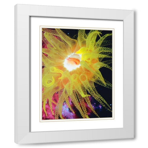 Graphic Sea Anemone II White Modern Wood Framed Art Print with Double Matting by Vision Studio