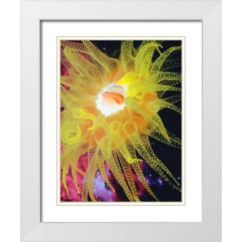 Graphic Sea Anemone II White Modern Wood Framed Art Print with Double Matting by Vision Studio