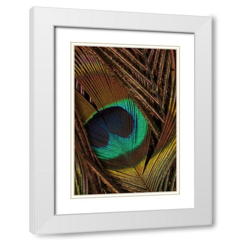 Peacock Feathers II White Modern Wood Framed Art Print with Double Matting by Vision Studio