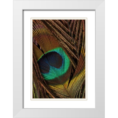 Peacock Feathers II White Modern Wood Framed Art Print with Double Matting by Vision Studio