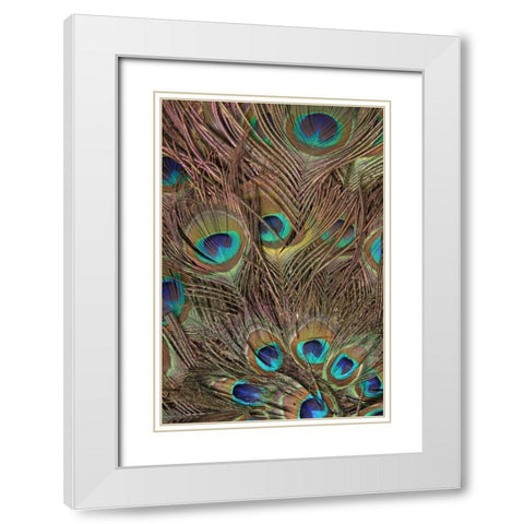 Peacock Feathers III White Modern Wood Framed Art Print with Double Matting by Vision Studio