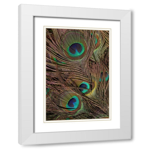 Peacock Feathers IV White Modern Wood Framed Art Print with Double Matting by Vision Studio