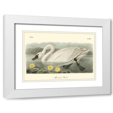 American Swan White Modern Wood Framed Art Print with Double Matting by Audubon, John James
