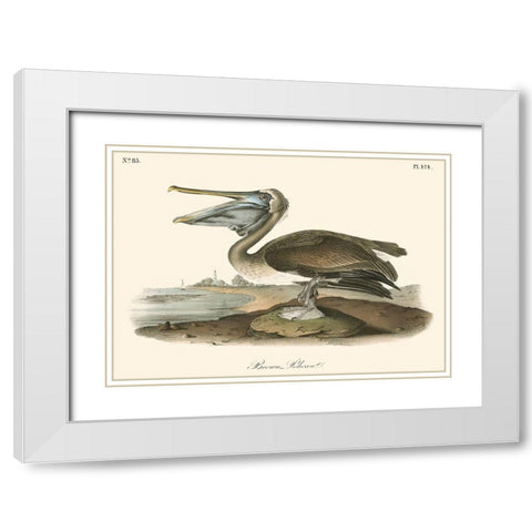 Brown Pelican White Modern Wood Framed Art Print with Double Matting by Audubon, John James