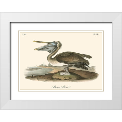 Brown Pelican White Modern Wood Framed Art Print with Double Matting by Audubon, John James