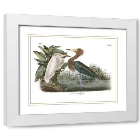 Reddish Egret White Modern Wood Framed Art Print with Double Matting by Audubon, John James