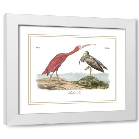 Scarlet Ibis White Modern Wood Framed Art Print with Double Matting by Audubon, John James