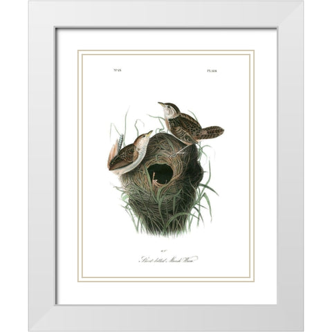 Short-billed Marsh Wren White Modern Wood Framed Art Print with Double Matting by Audubon, John James