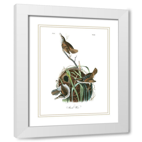 Marsh Wren White Modern Wood Framed Art Print with Double Matting by Audubon, John James