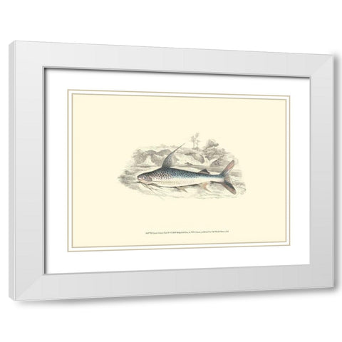 Lizars Game Fish IV White Modern Wood Framed Art Print with Double Matting by Lizars, W.H.