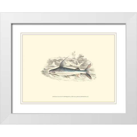 Lizars Game Fish IV White Modern Wood Framed Art Print with Double Matting by Lizars, W.H.