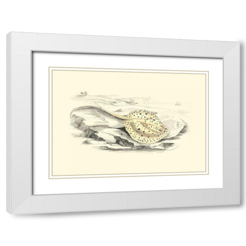 Lizars Stingray I White Modern Wood Framed Art Print with Double Matting by Lizars, W.H.