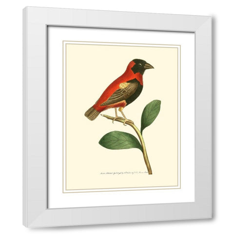 Crimson Birds I White Modern Wood Framed Art Print with Double Matting by Nodder, Frederick P.