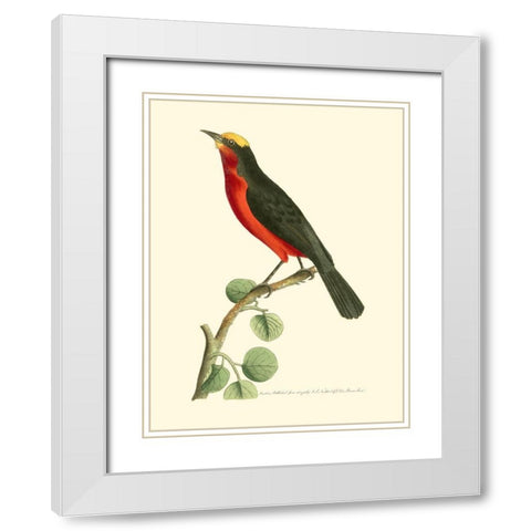 Crimson Birds II White Modern Wood Framed Art Print with Double Matting by Nodder, Frederick P.