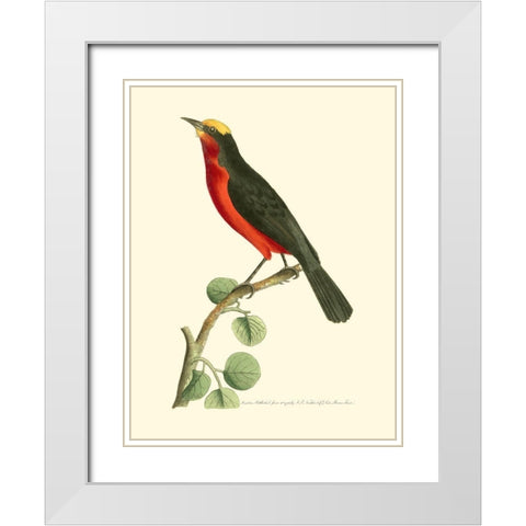 Crimson Birds II White Modern Wood Framed Art Print with Double Matting by Nodder, Frederick P.