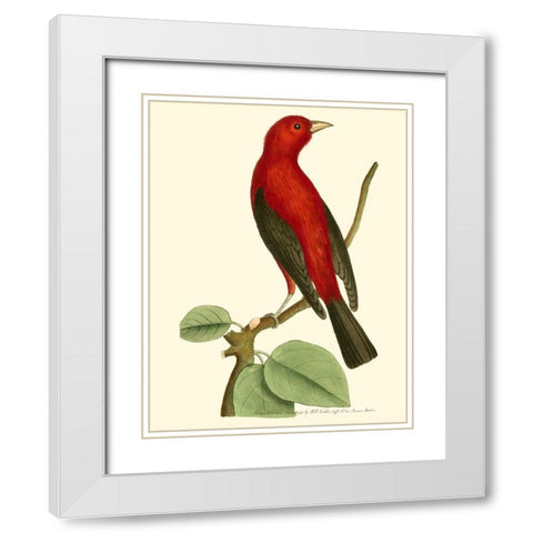 Crimson Birds III White Modern Wood Framed Art Print with Double Matting by Nodder, Frederick P.