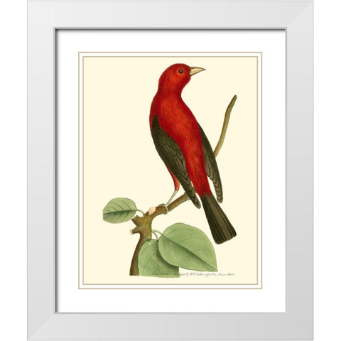 Crimson Birds III White Modern Wood Framed Art Print with Double Matting by Nodder, Frederick P.