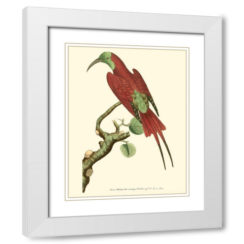 Crimson Birds IV White Modern Wood Framed Art Print with Double Matting by Nodder, Frederick P.