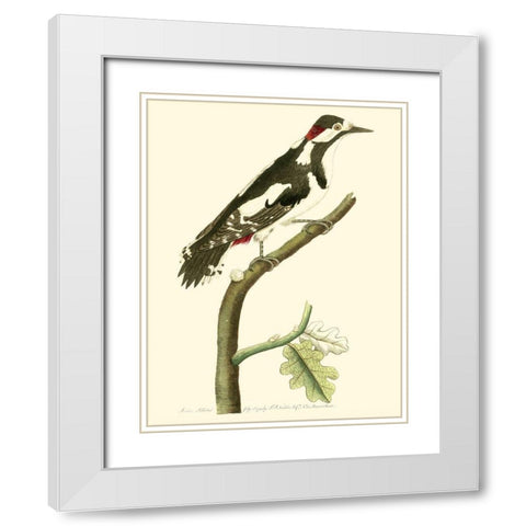 Crimson Birds V White Modern Wood Framed Art Print with Double Matting by Nodder, Frederick P.