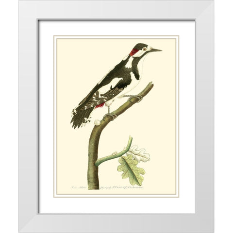 Crimson Birds V White Modern Wood Framed Art Print with Double Matting by Nodder, Frederick P.