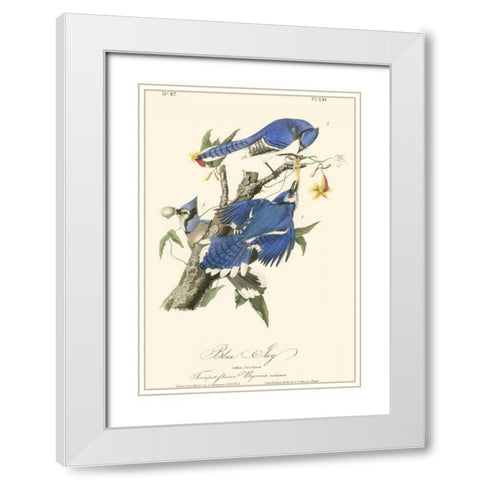 Audubon Blue Jays White Modern Wood Framed Art Print with Double Matting by Audubon, John James