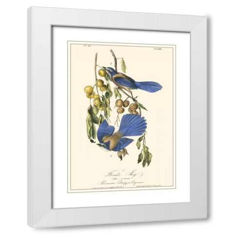 Audubon Florida Jays White Modern Wood Framed Art Print with Double Matting by Audubon, John James