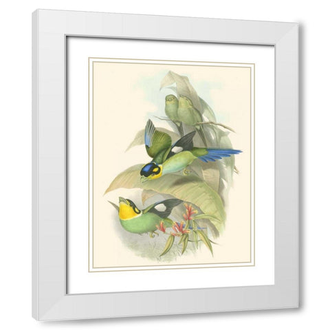 Small Birds of Tropics I White Modern Wood Framed Art Print with Double Matting by Gould, John