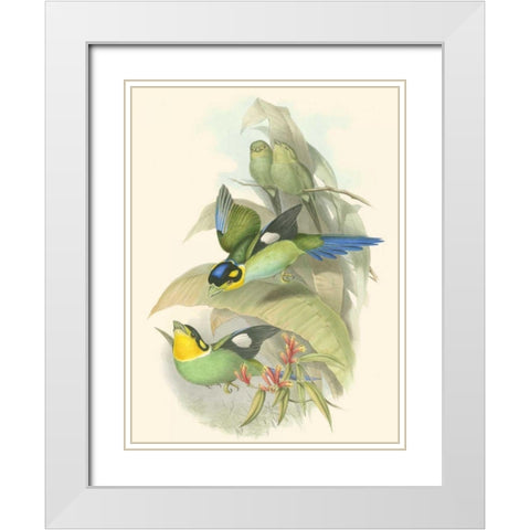 Small Birds of Tropics I White Modern Wood Framed Art Print with Double Matting by Gould, John