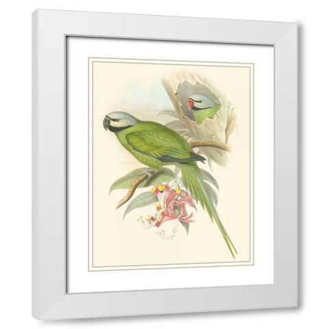 Small Birds of Tropics II White Modern Wood Framed Art Print with Double Matting by Gould, John