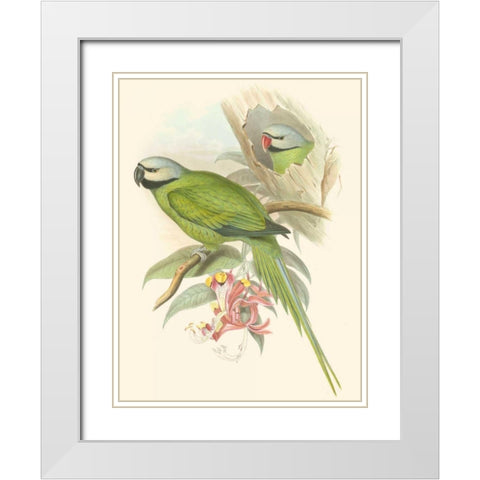 Small Birds of Tropics II White Modern Wood Framed Art Print with Double Matting by Gould, John